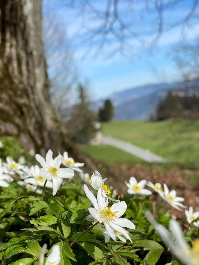 Fruehstueckspension Bilgeri Sulzberg  Extérieur photo